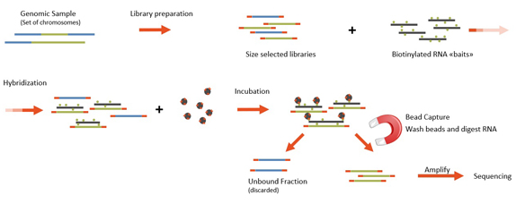 Whole Exome Sequencing At Microsynth - Microsynth - FR